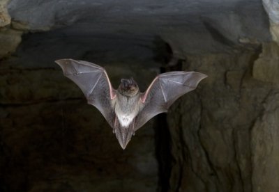 Council pulls £274m road scheme over bats row